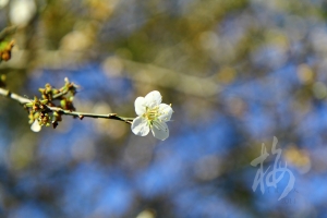 CPL 測試  重口味暴力藍系列