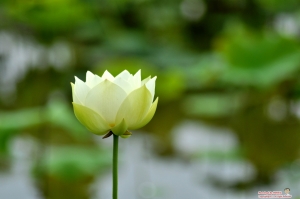 荷情