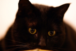 新年禮物--維尼貓