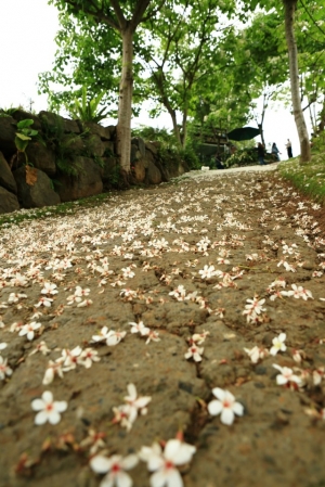 今天好熱~~~&nbsp;&nbsp;來場五月雪吧!