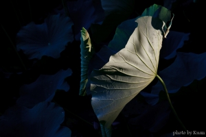 荷花‧我又來了