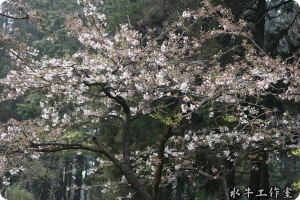 阿里山櫻花季