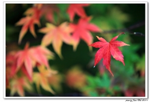 108K&福壽山楓葉~2011跟著楓--5D2