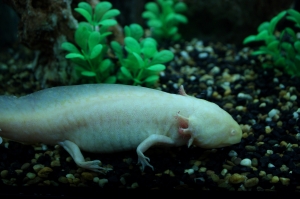 射雕英雄传说中的“娃娃鱼”