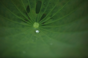 雨 荷
