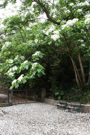 挑水古道‧桐花