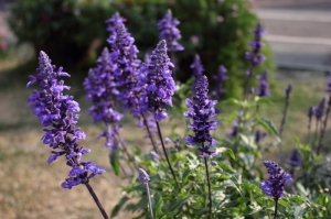 新手試拍 by 550D