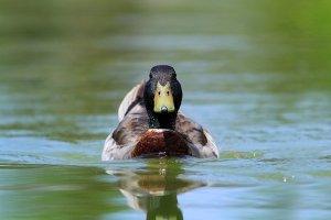 456打鳥記 - 美麗綠頭鴨