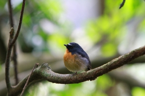 小白IS 打鳥記 - 黃胸青鶲