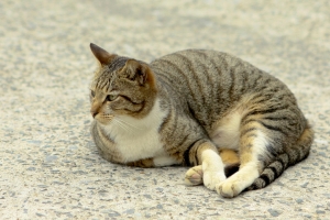 跟女王到猴硐走走~貓~