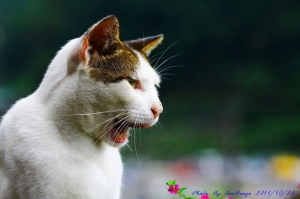 猴硐貓村拍貓(圖多)