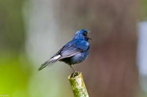 喜歡金鳥獨立的白尾鴝