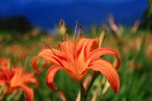 好山好水好花蓮
