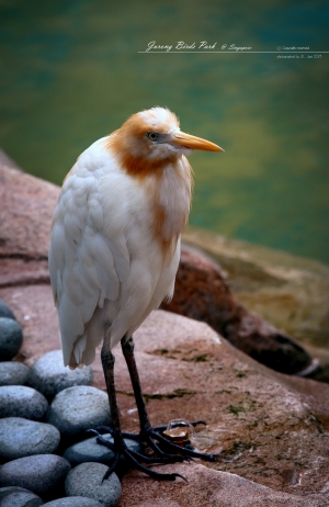 裕廊飛禽公園 AKA Jurong Birds Park