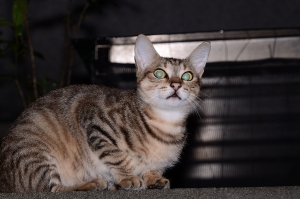 貓