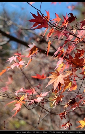 2010.11.21福壽山,楓葉紅了,清道夫的臉綠了