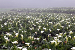 陽明山竹子湖-海芋