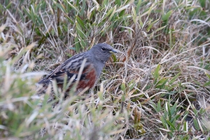 合歡山之旅~拍鳥篇(5D3實拍)