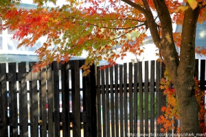秋の紅葉を満喫