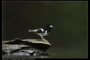 EF 400mm F5.6-   激流勇士--小剪尾