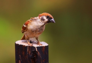 這是一個好論壇