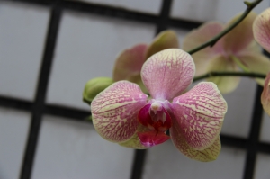 請教花名...