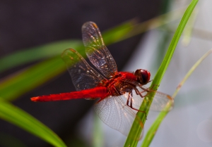 紅蜻蜓