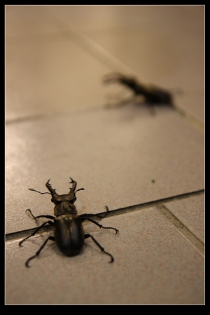 小甜甜布蘭妮 大戰瑪丹娜