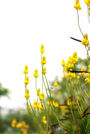 我所看到的士林官邸菊展^^