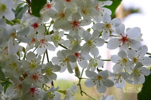 桐花最前線＠2009八卦山藤山步道