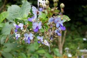 石門水庫風景首貼