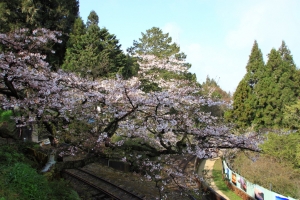 阿里山賞櫻隨拍~