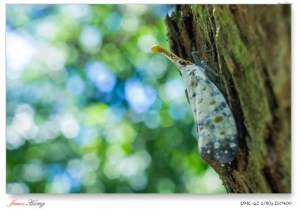 富陽公園生態。20120721富陽公園
