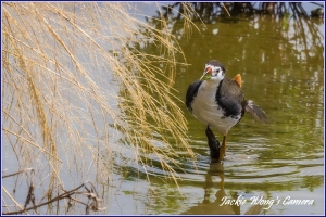 2012 杰克的隨拍 (53) 歡迎候鳥來台灣