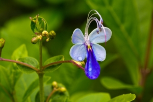 賞花-藍蝴蝶,醉蝶,黃花景天....