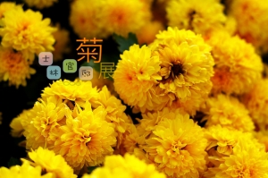 2006.12.23 士林官邸菊展