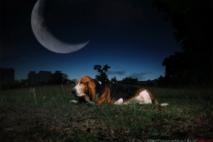 Basset．2
