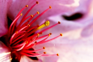 舊櫻花