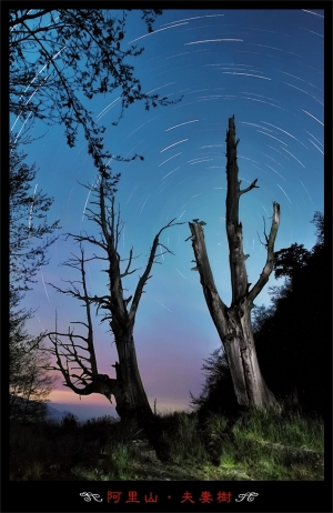 阿里山櫻配夫妻樹