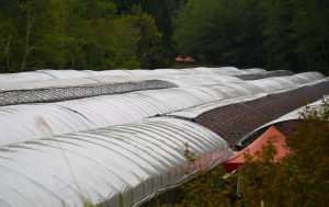 梅峰農場-春之饗宴 Part II (桃花園)