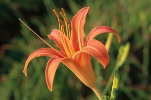 不上山也可很金針