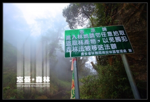 被遺忘中的忘憂森林