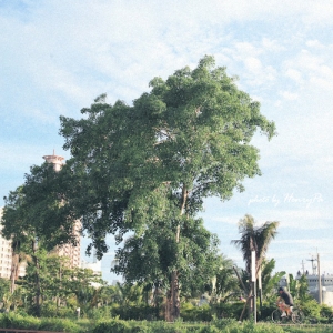 6.26 光榮+真愛碼頭散步拍雲去