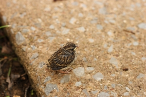 被拋棄的幼鳥…怎麼辦？