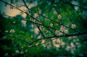 (梅)景當前-清大