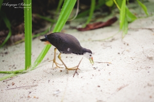 Maldives Angaga Island 岛上生物各式其色