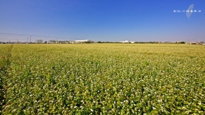 推廣台灣農業 - 彰化-二林蕎麥田
