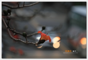 [宅爸] 黃昏下的木棉花