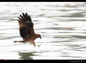 黑鳶保證班-基隆