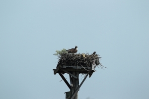 重遊自然生態保護區----500試鏡拍鳥